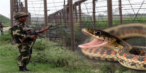 भारत के बार्डर पर पाकिस्तान ने छोड़े साँप? (वीडियो)
